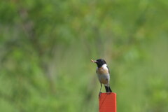 ダンディのび太