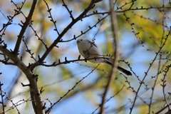 ラブリーバード