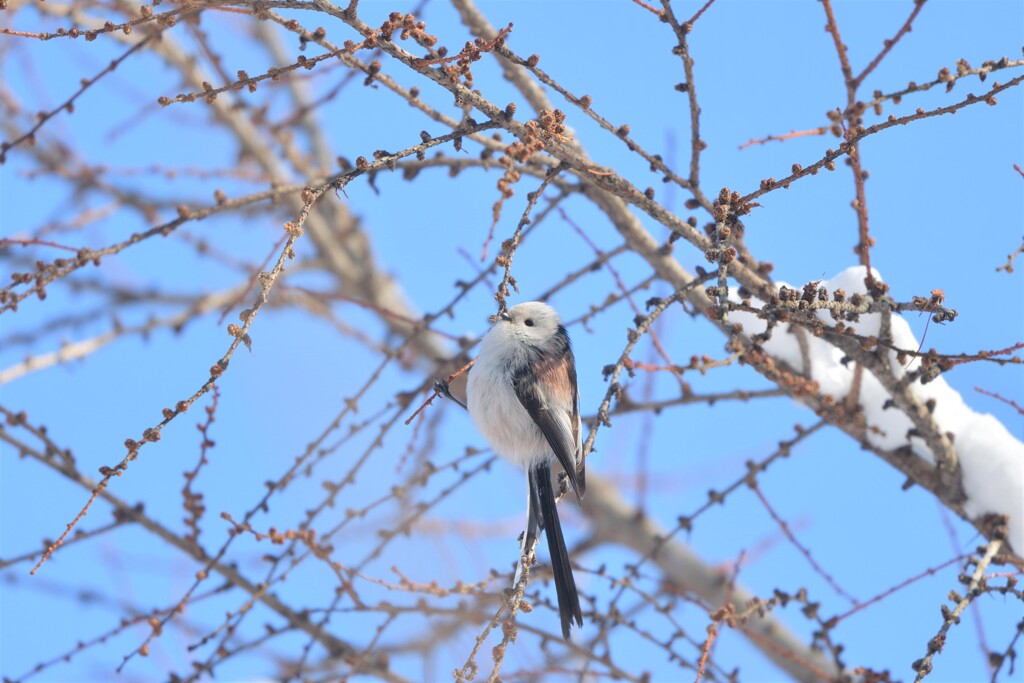 白い天使と青い空