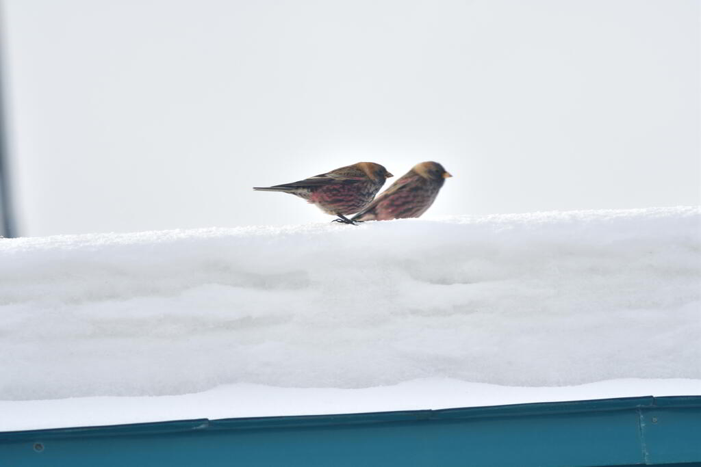 雪に萩