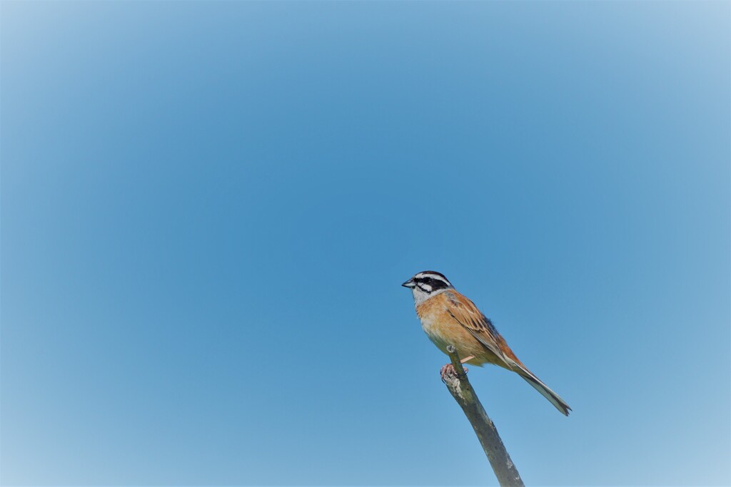 スキッと青空