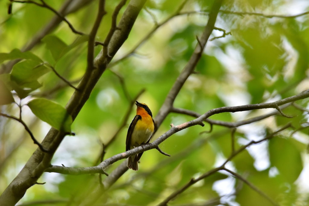 sing