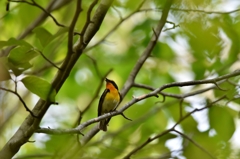 sing