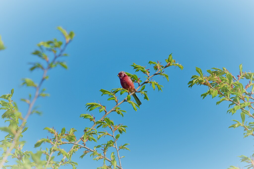 青に紅