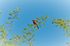 青に紅