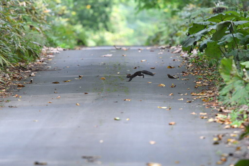 秋の交通安全週間