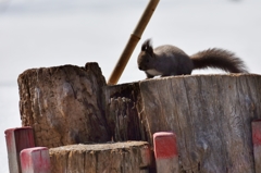 いちについて～