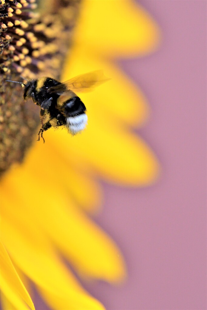 飛んで火にいる夏の虫