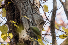 ハートブレイク秋