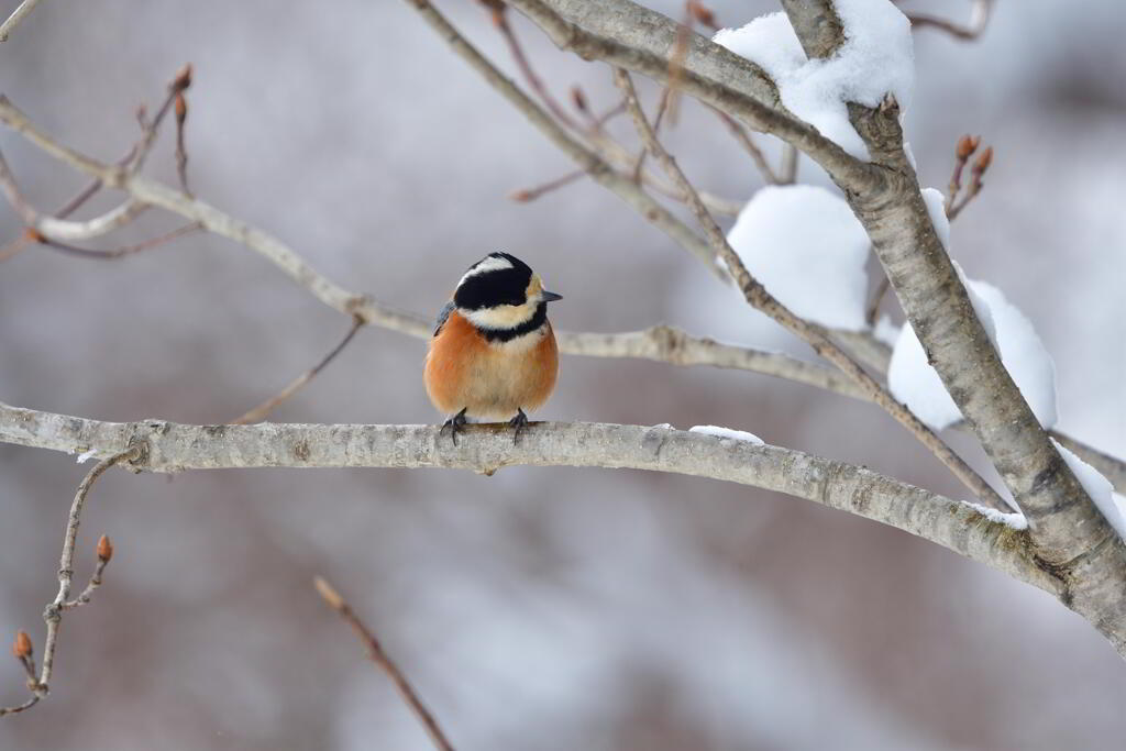 雪見鳥