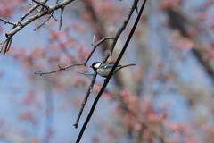 春は桃色