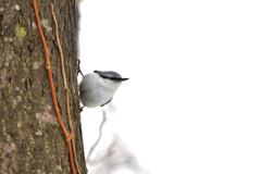 春に向かって