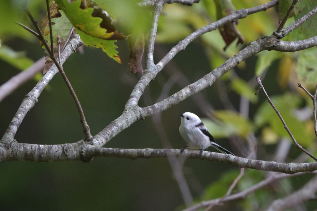 天使は白がお似合い