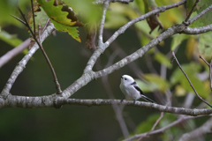 天使は白がお似合い