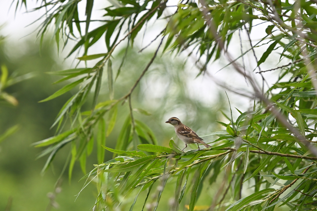 脇役
