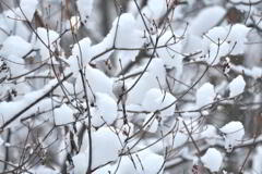 スノーファンタジー