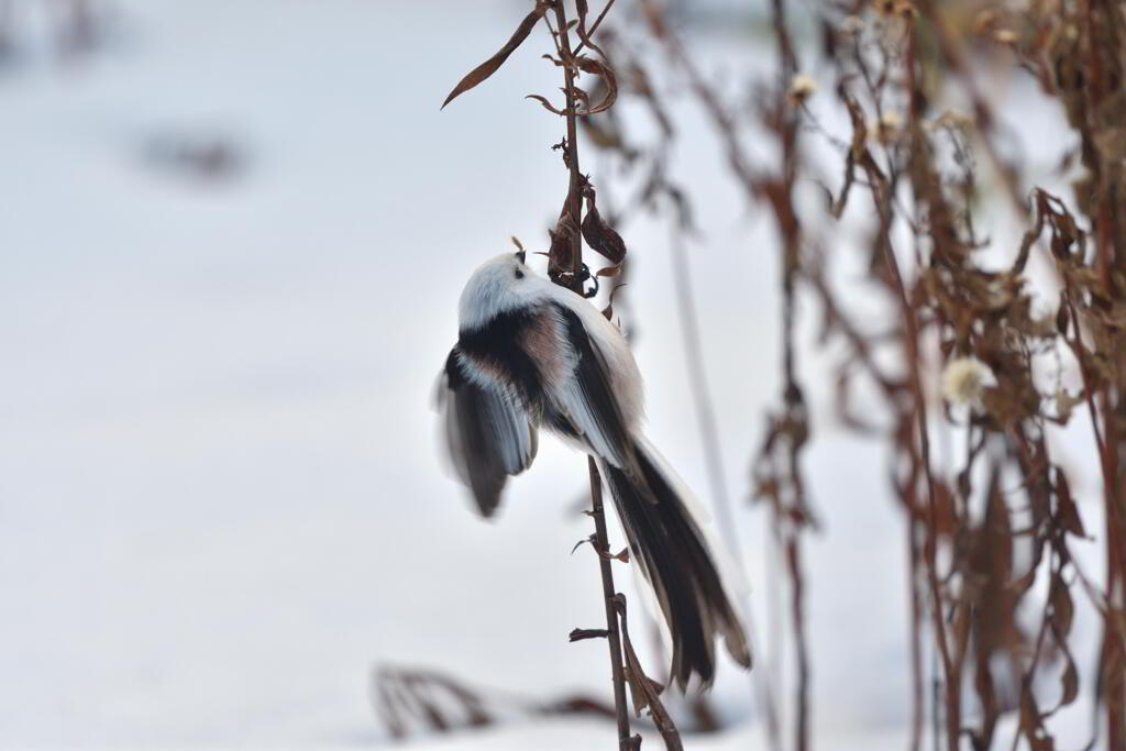 天使のせ・な・か