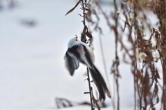 天使のせ・な・か