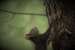 森はドラマチック