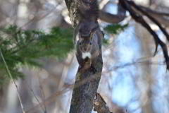 ちょっとガニ股