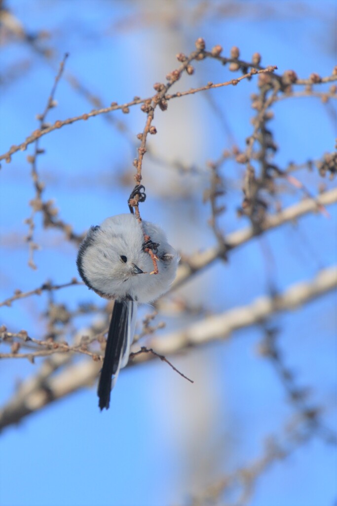 天使のときめき