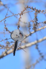 天使のときめき