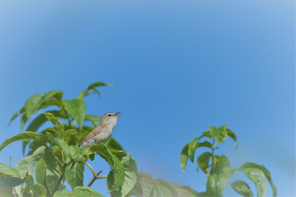 晴れの日