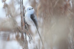 おちゃめな天使
