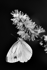 black&white