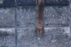 逆バンザイ