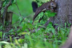 陸上男子３０００ｍ障害予選
