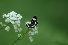 白黒の美