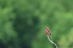 緑時々紅