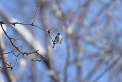 成鳥の誓い