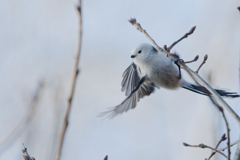 ラブリーホワイト