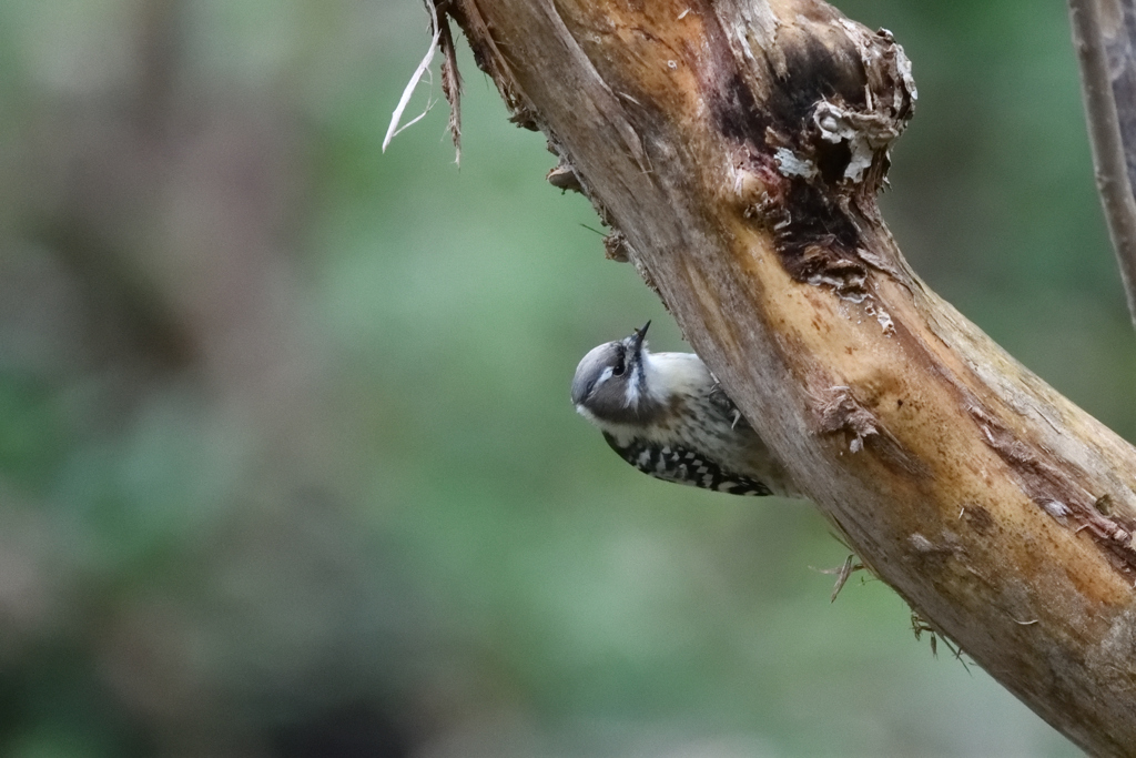 可愛い大工さん