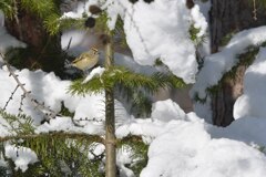 雪に咲く菊花