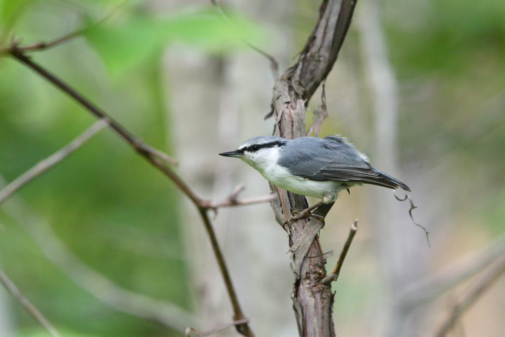 自慢のアイメイク