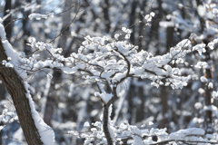 雪花盛り