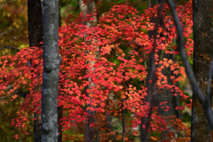 錦秋の森