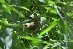 探検ごっこ