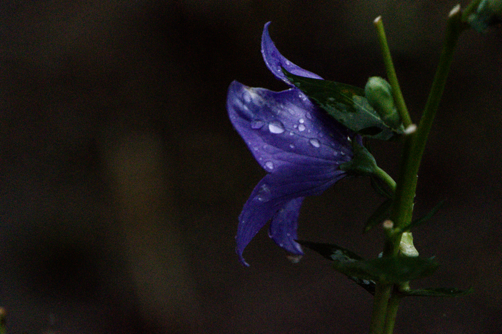 purple tears