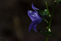 purple tears