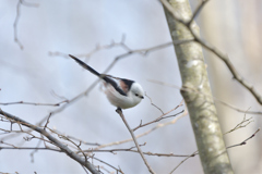 グッドフォーム