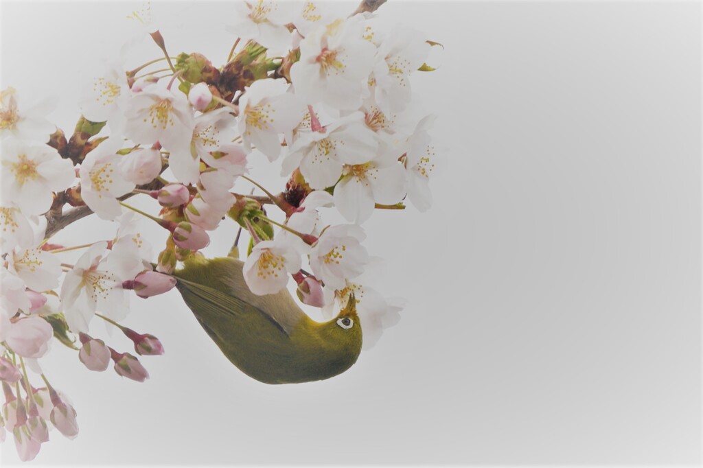 桜カフェ