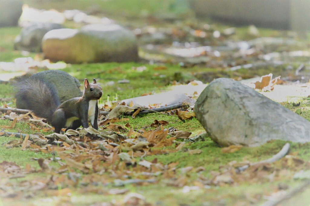 秋の声が聞こえる