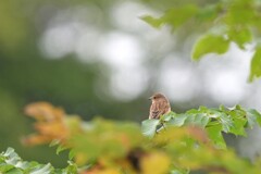 寂しん坊