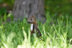 あなたのお庭に