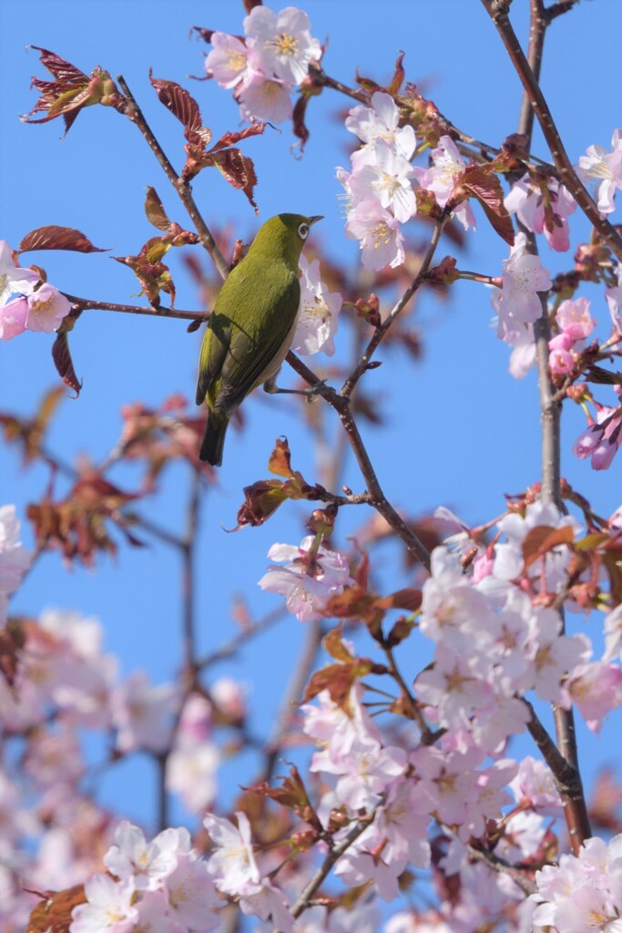 春は桜と