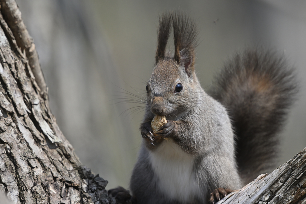 グルメリポート